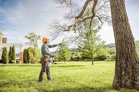 Best Tree Removal  in Mazomanie, WI