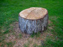 How Our Tree Care Process Works  in  Mazomanie, WI