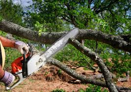 Best Storm Damage Tree Cleanup  in Mazomanie, WI