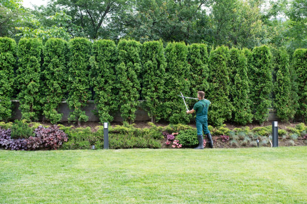 Best Tree Maintenance Programs  in Mazomanie, WI