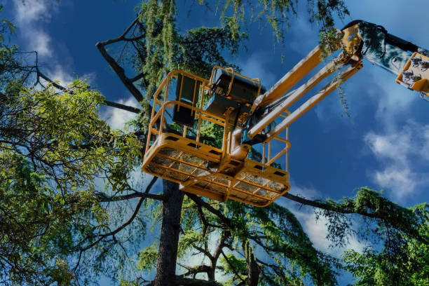 Mazomanie, WI Tree Services Company