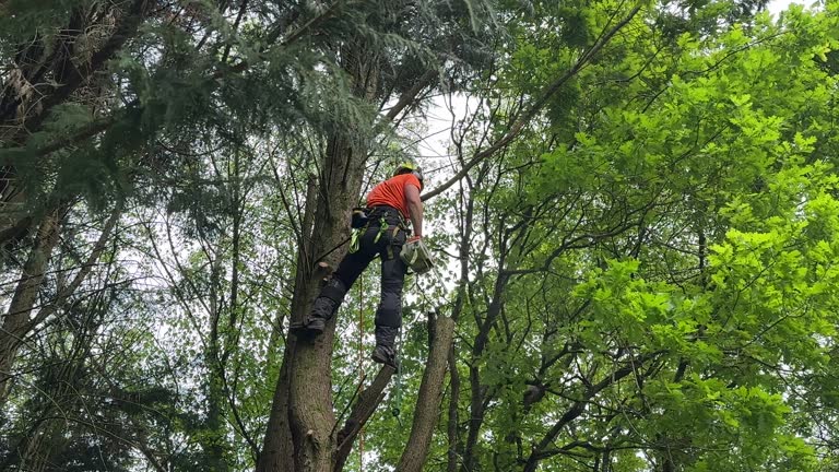 Best Emergency Tree Removal  in Mazomanie, WI