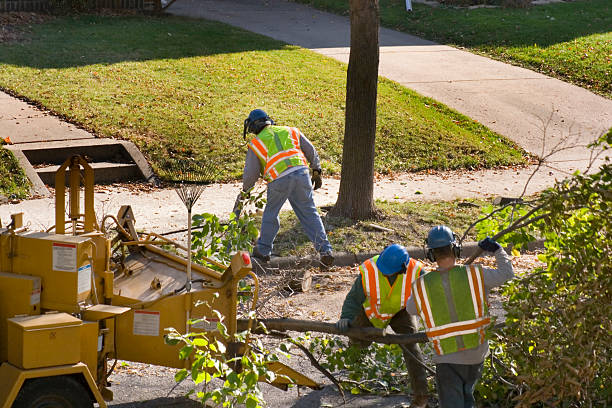 Best Lawn Renovation and Restoration  in Mazomanie, WI