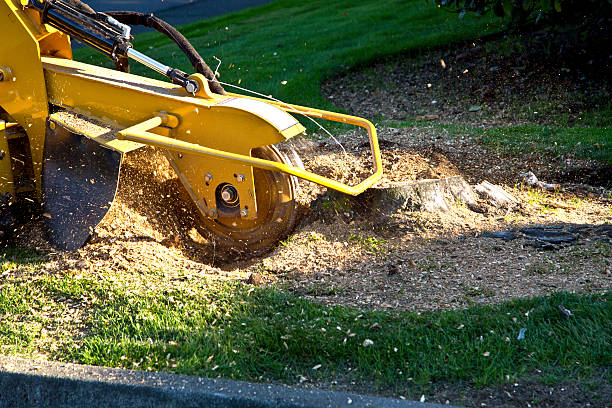 Best Hazardous Tree Removal  in Mazomanie, WI