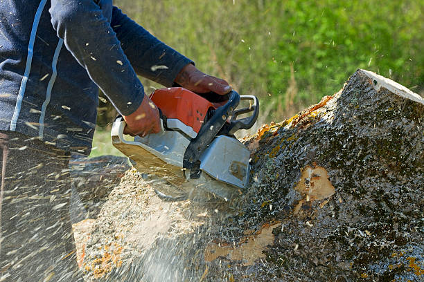 Best Lot and Land Clearing  in Mazomanie, WI