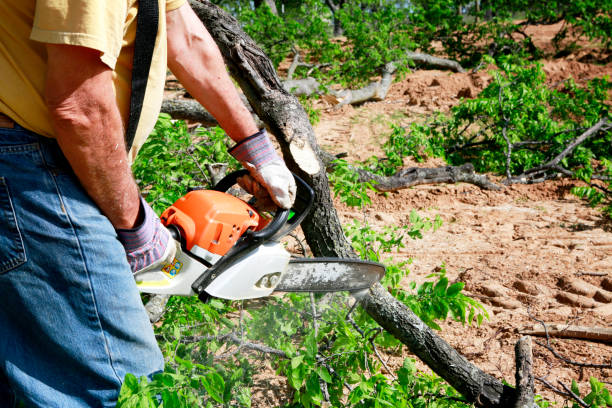 Best Tree and Shrub Care  in Mazomanie, WI